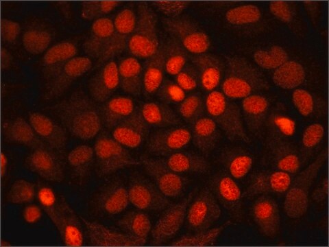 Anti-SMAD2 antibody produced in rabbit ~1.0&#160;mg/mL, affinity isolated antibody