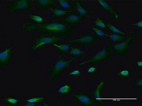 Monoclonal Anti-CBLL1, (N-terminal) antibody produced in mouse clone 3B12, purified immunoglobulin, buffered aqueous solution