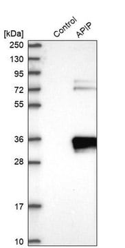 Anti-APIP antibody produced in rabbit Prestige Antibodies&#174; Powered by Atlas Antibodies, affinity isolated antibody, buffered aqueous glycerol solution, ab1