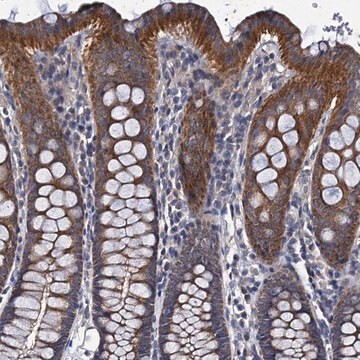 Anti-CEP295 antibody produced in rabbit Prestige Antibodies&#174; Powered by Atlas Antibodies, affinity isolated antibody, buffered aqueous glycerol solution