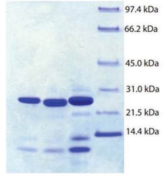 Trypsin Pancreas from human pancreas &#8805;95% (SDS-PAGE)