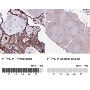 Anti-PTPN9 antibody produced in rabbit Prestige Antibodies&#174; Powered by Atlas Antibodies, affinity isolated antibody, buffered aqueous glycerol solution