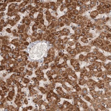 Anti-SERAC1 antibody produced in rabbit Prestige Antibodies&#174; Powered by Atlas Antibodies, affinity isolated antibody, buffered aqueous glycerol solution, Ab1