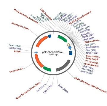 PSF-CMV-RSV-NEO/G418 ASCI - RSV PROMOTER G418 PLASMID plasmid vector for molecular cloning