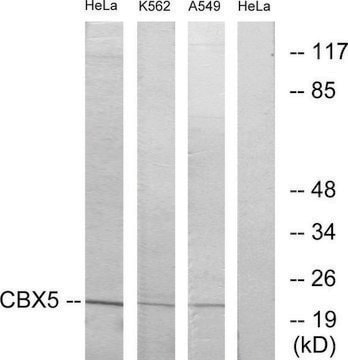 Anti-CBX5 antibody produced in rabbit affinity isolated antibody