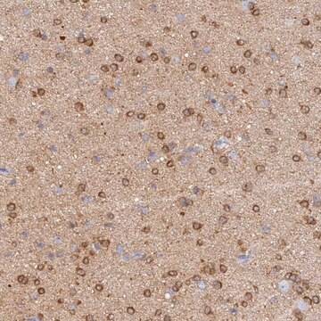 Anti-CACNA1B antibody produced in rabbit Prestige Antibodies&#174; Powered by Atlas Antibodies, affinity isolated antibody, buffered aqueous glycerol solution