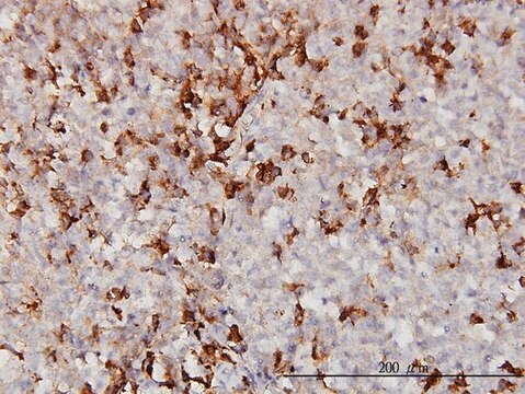 Monoclonal Anti-APOA2 antibody produced in mouse clone 4F3, purified immunoglobulin, buffered aqueous solution