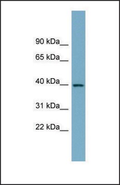 Anti-SULT2B1, (N-terminal) antibody produced in rabbit affinity isolated antibody