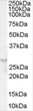 Anti-GPR40 antibody produced in goat affinity isolated antibody, buffered aqueous solution