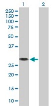 Anti-MED6 antibody produced in mouse purified immunoglobulin, buffered aqueous solution