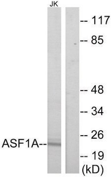 Anti-ASF1A antibody produced in rabbit affinity isolated antibody