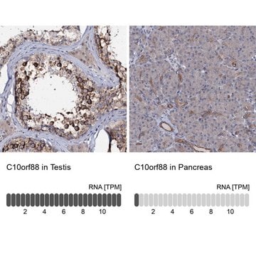 Anti-C10orf88 antibody produced in rabbit Prestige Antibodies&#174; Powered by Atlas Antibodies, affinity isolated antibody, buffered aqueous glycerol solution