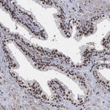 Anti-PHF12 antibody produced in rabbit Prestige Antibodies&#174; Powered by Atlas Antibodies, affinity isolated antibody, buffered aqueous glycerol solution