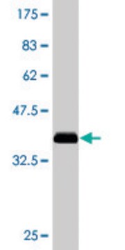 Monoclonal Anti-ABCB1 antibody produced in mouse clone 1F11, purified immunoglobulin, buffered aqueous solution