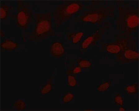 Anti-Sirt6 (N-terminal) ~1&#160;mg/mL, affinity isolated antibody, buffered aqueous solution