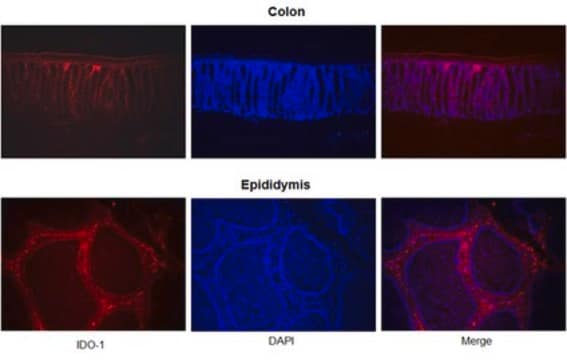 Anti-IDO-1 Antibody, clone 4B7 | MABF850 clone 4B7, from mouse