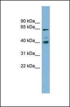 Anti-TM9SF4 antibody produced in rabbit affinity isolated antibody