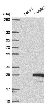 Anti-TIMM22 antibody produced in rabbit Prestige Antibodies&#174; Powered by Atlas Antibodies, affinity isolated antibody, buffered aqueous glycerol solution