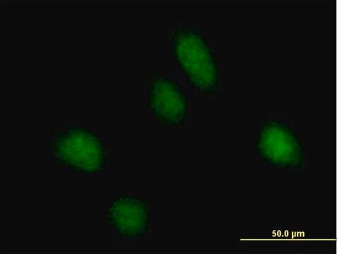 Anti-REPS1 antibody produced in mouse purified immunoglobulin, buffered aqueous solution