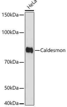 Anti-Caldesmon Antibody, clone 6M5Q9, Rabbit Monoclonal