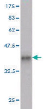 Monoclonal Anti-PDPK2 antibody produced in mouse clone 1G3, purified immunoglobulin, buffered aqueous solution