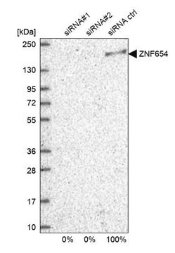 Anti-ZNF654 antibody produced in rabbit Prestige Antibodies&#174; Powered by Atlas Antibodies, affinity isolated antibody, buffered aqueous glycerol solution