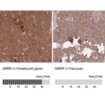 Anti-MRRF antibody produced in rabbit Prestige Antibodies&#174; Powered by Atlas Antibodies, affinity isolated antibody, buffered aqueous glycerol solution