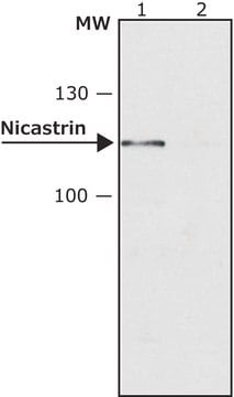 Anti-Nicastrin antibody produced in rabbit IgG fraction of antiserum, buffered aqueous solution