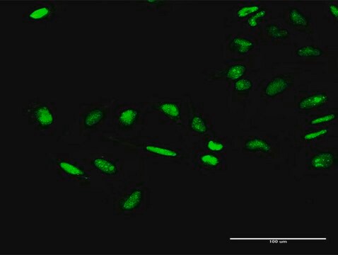 Anti-GTF2E1 antibody produced in rabbit purified immunoglobulin, buffered aqueous solution