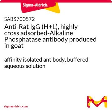 Anti-Rat IgG (H+L), highly cross adsorbed-Alkaline Phosphatase antibody produced in goat affinity isolated antibody, buffered aqueous solution