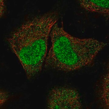 Anti-SPIN2A antibody produced in rabbit Prestige Antibodies&#174; Powered by Atlas Antibodies, affinity isolated antibody