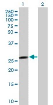 Anti-FLJ37201 antibody produced in mouse purified immunoglobulin, buffered aqueous solution