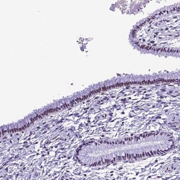 Anti-METTL25 antibody produced in rabbit Prestige Antibodies&#174; Powered by Atlas Antibodies, affinity isolated antibody, buffered aqueous glycerol solution