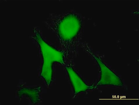 Monoclonal Anti-GAS2 antibody produced in mouse clone 4E11, purified immunoglobulin, buffered aqueous solution