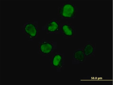 Anti-IHPK2 antibody produced in mouse purified immunoglobulin, buffered aqueous solution