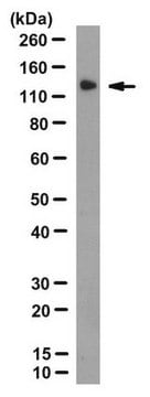 Anti-Apaf-1 Antibody, clone 18H2 clone 18H2, from rat