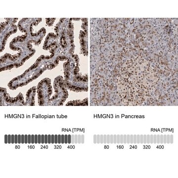 Anti-HMGN3 antibody produced in rabbit Prestige Antibodies&#174; Powered by Atlas Antibodies, affinity isolated antibody, buffered aqueous glycerol solution