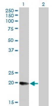 Anti-MGC4172, (N-terminal) antibody produced in mouse purified immunoglobulin, buffered aqueous solution