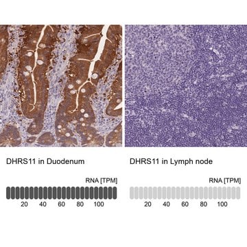 Anti-DHRS11 antibody produced in rabbit Prestige Antibodies&#174; Powered by Atlas Antibodies, affinity isolated antibody, buffered aqueous glycerol solution