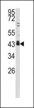 ANTI-C-FOS(C-TERMINAL) antibody produced in rabbit purified immunoglobulin, buffered aqueous solution