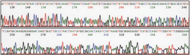 REDExtract-N-Amp&#8482; Seed PCR Kit sufficient for 10&#160;extractions, sufficient for 10&#160;amplifications