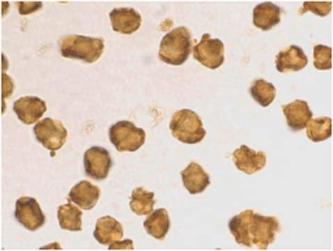 Anti-SARM Antibody from rabbit, purified by affinity chromatography