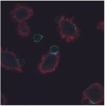 Monoclonal Anti-CD3 zeta (PhosphoTyr72) antibody produced in mouse clone EM-26