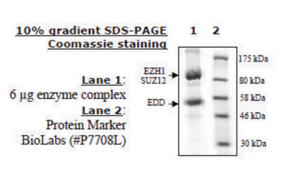 EZH1/EED/SUZ12&#160; human recombinant, expressed in baculovirus infected insect cells