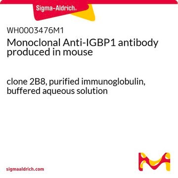 Monoclonal Anti-IGBP1 antibody produced in mouse clone 2B8, purified immunoglobulin, buffered aqueous solution