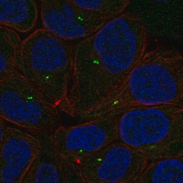 Anti-Plekhg7 Antibody Produced In Rabbit Prestige Antibodies&#174; Powered by Atlas Antibodies, affinity isolated antibody, buffered aqueous glycerol solution