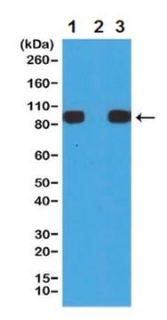 Anticorps anti-His-Tag, clone RM146 clone RM146, from rabbit