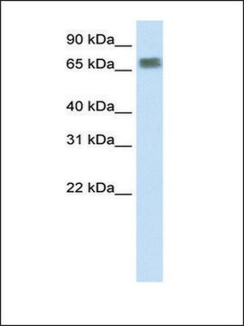 Anti-ZFP64 (AB1) antibody produced in rabbit IgG fraction of antiserum