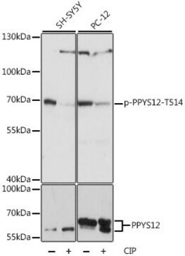 Anti-Phospho-DPYSL2-T514 antibody produced in rabbit