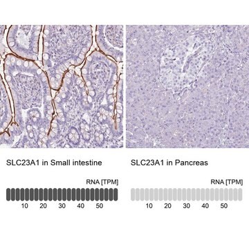 Anti-SLC23A1 antibody produced in rabbit Prestige Antibodies&#174; Powered by Atlas Antibodies, affinity isolated antibody, buffered aqueous glycerol solution